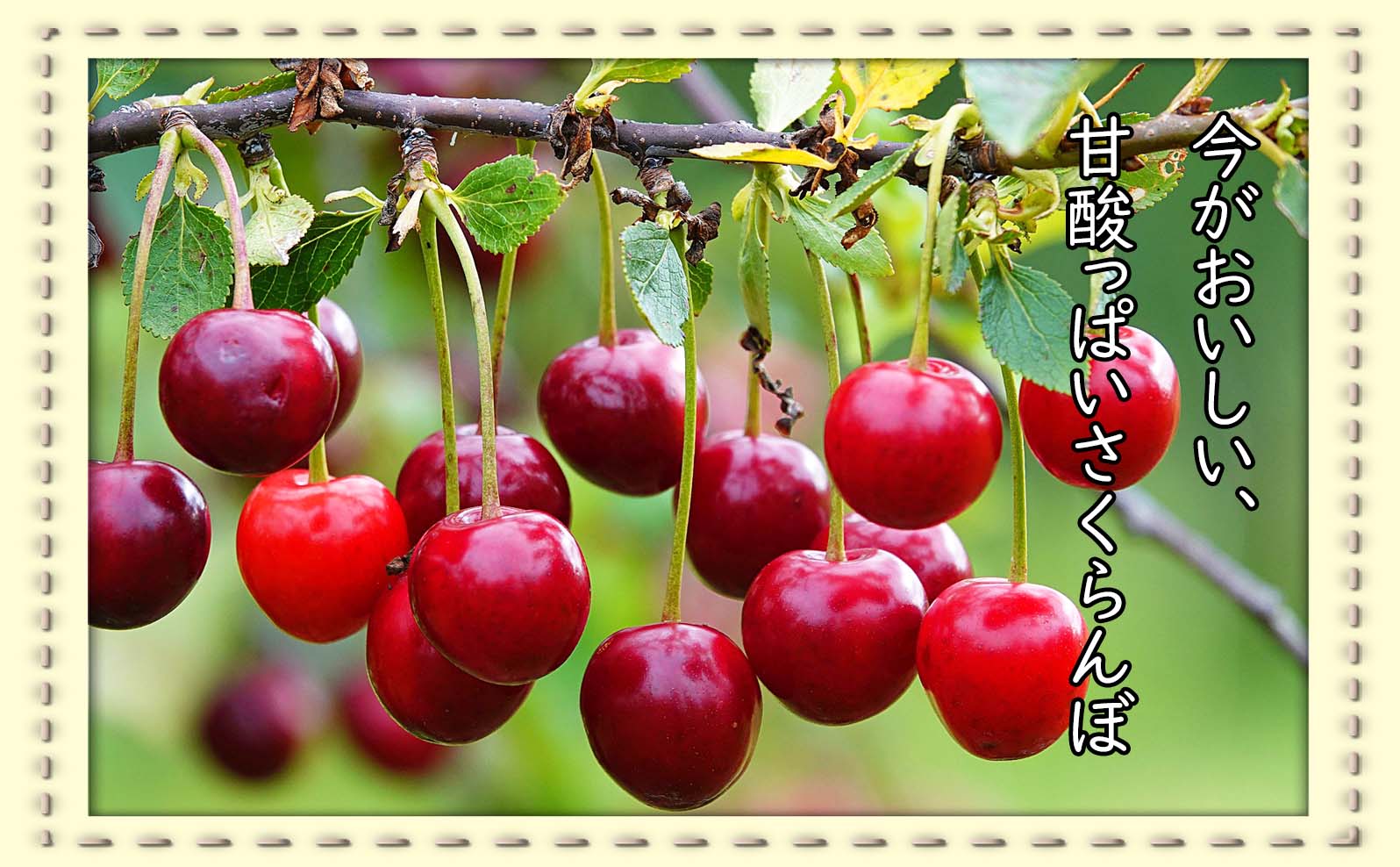 きらきらと輝く、真っ赤な果実が魅力☆今が旬のさくらんぼ