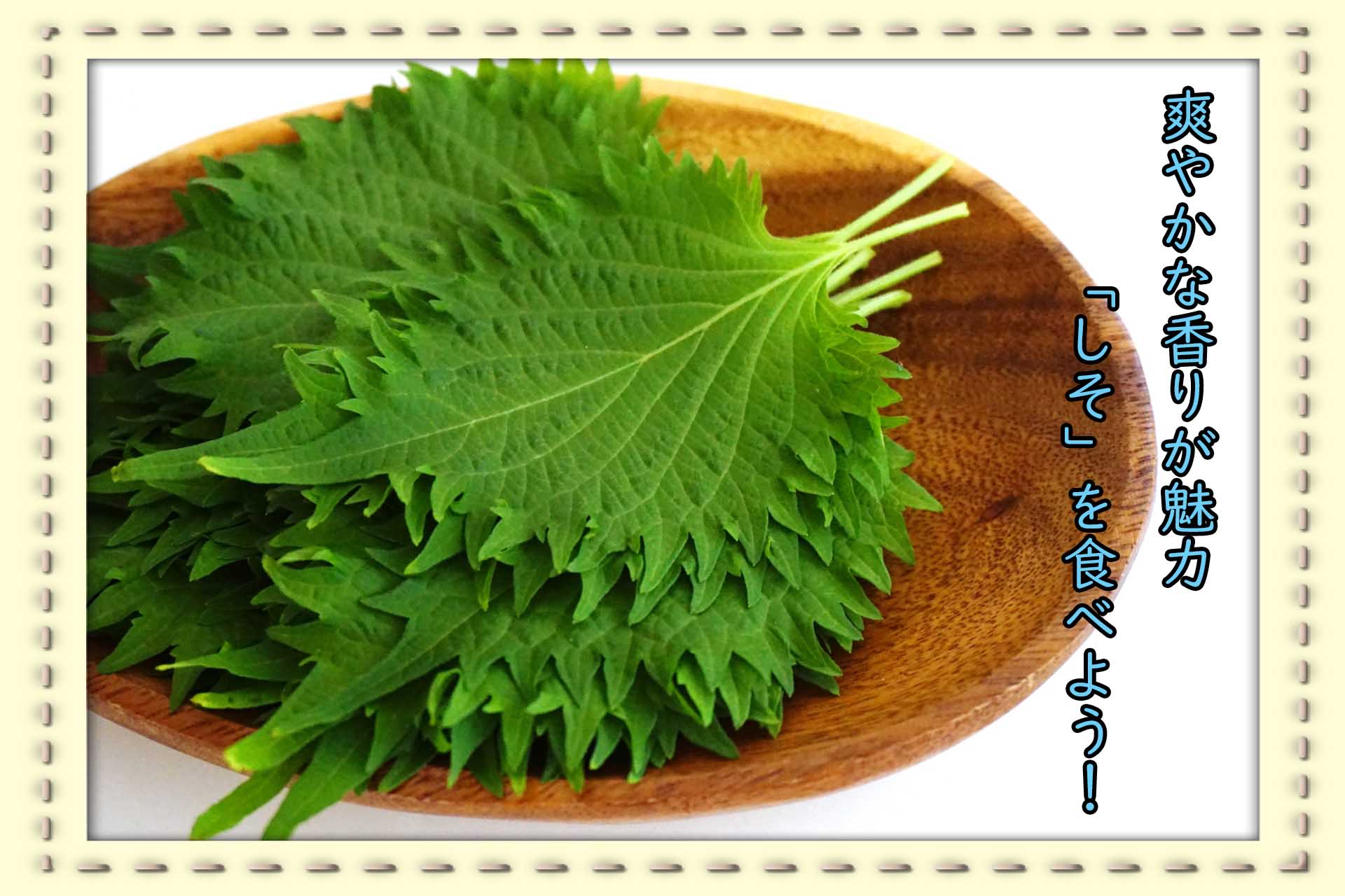 「和ハーブ」と呼ばれるしその魅力