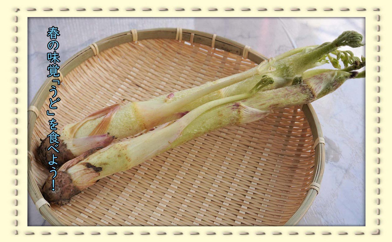 春の山菜「ウド」について知ろう