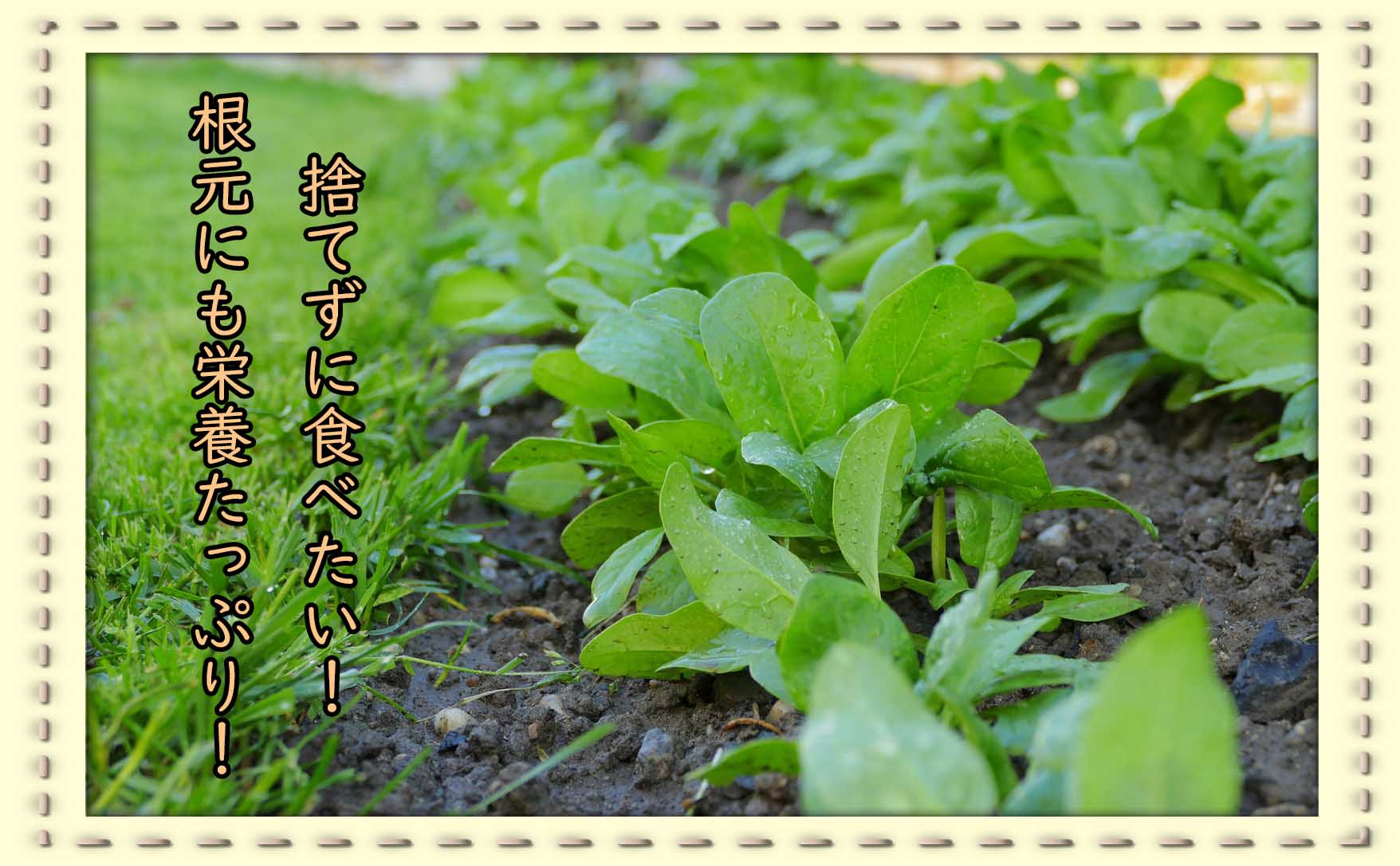 栄養たっぷりの葉物野菜！ほうれん草を食べよう！