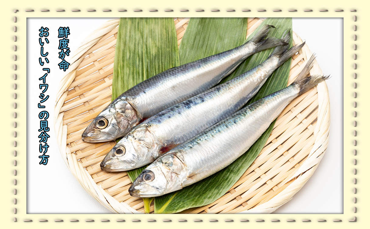 うま味たっぷり！イワシについて知ろう
